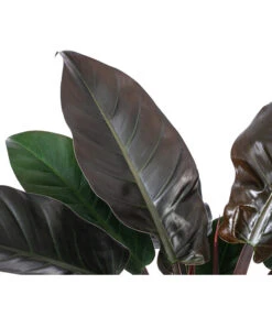 Baumfreund - Philodendron 'Imperial Red', Hydrokultur 7 Baumfreund - Philodendron 'Imperial Red', Hydrokultur -Haus Pflanzen Welt 8425696 WE DE 001 PHILODENDRONIMPERIALRED