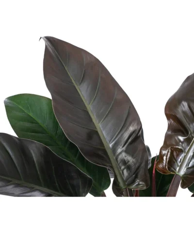 Baumfreund - Philodendron 'Imperial Red', Hydrokultur 7 Baumfreund - Philodendron 'Imperial Red', Hydrokultur -Haus Pflanzen Welt 8425696 WE DE 001 PHILODENDRONIMPERIALRED