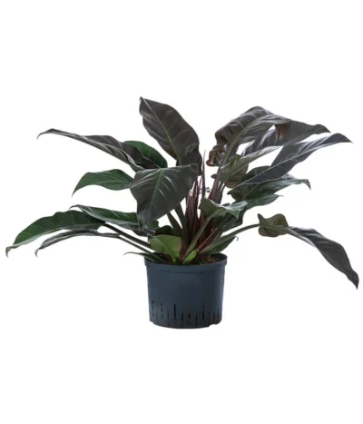 Baumfreund - Philodendron 'Imperial Red', Hydrokultur
