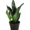 Bogenhanf - Sansevieria Trifasciata 'Grey Stripe' -Haus Pflanzen Welt 8426264 PR FS 001 SansevieriaGreyStripeT12DehnerExpressHerzig