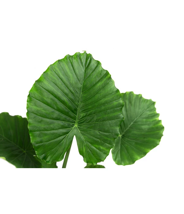 Pfeilblatt - Alocasia Gageana 'California' 4 Pfeilblatt - Alocasia Gageana 'California' – Bild 2