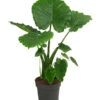 Pfeilblatt - Alocasia Gageana 'California' -Haus Pflanzen Welt 8431488 WE FS 001 AlocasiaCaliforniaT21