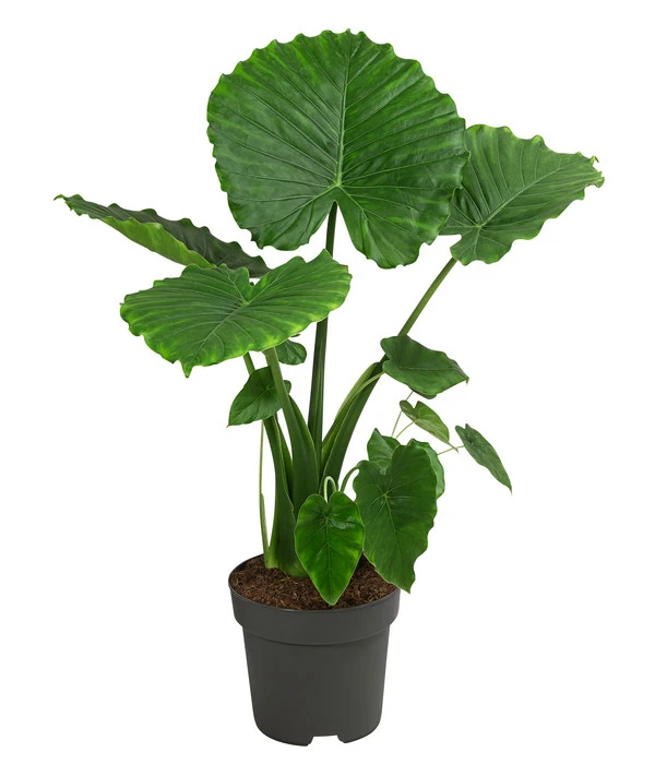Pfeilblatt - Alocasia Gageana 'California' 3 Pfeilblatt - Alocasia Gageana 'California'