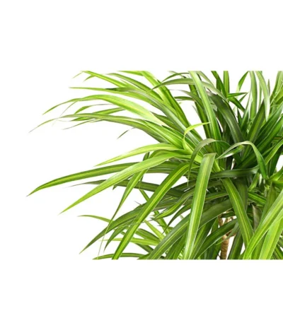 Drachenbaum - Dracaena Reflexa 'Anita' 5 Drachenbaum - Dracaena Reflexa 'Anita' -Haus Pflanzen Welt 8440000 PR DE 001 DrachenbaumDracaenaReflexaAnitaVariegataT19DehnerExpressHerzig