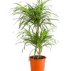 Drachenbaum - Dracaena Reflexa 'Anita' -Haus Pflanzen Welt 8440000 PR FS 001 DrachenbaumDracaenaReflexaAnitaVariegataT19DehnerExpressHerzig