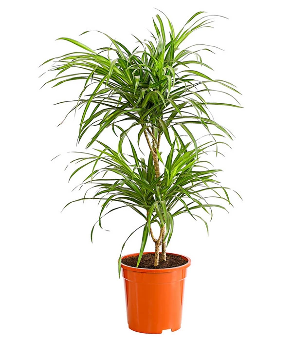 Drachenbaum - Dracaena Reflexa 'Anita' 3 Drachenbaum - Dracaena Reflexa 'Anita'