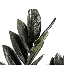 Glücksfeder - Zamioculcas Zamiifolia 'Black' -Haus Pflanzen Welt 8462442 PR DE 001 ZamioculcasZamiifoliaBlackT17DehnerExpressHerzig