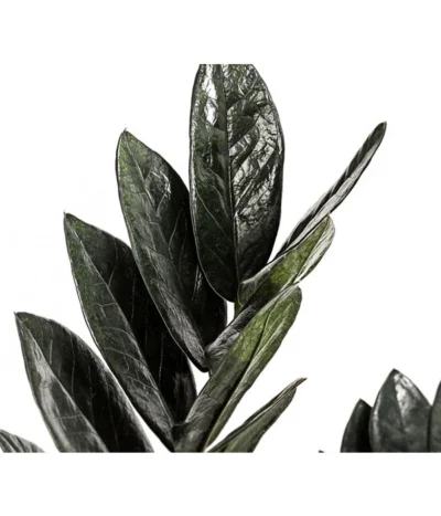 Glücksfeder - Zamioculcas Zamiifolia 'Black' 5 Glücksfeder - Zamioculcas Zamiifolia 'Black' -Haus Pflanzen Welt 8462442 PR DE 001 ZamioculcasZamiifoliaBlackT17DehnerExpressHerzig