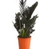 Glücksfeder - Zamioculcas Zamiifolia 'Black' 1 Glücksfeder - Zamioculcas Zamiifolia 'Black' -Haus Pflanzen Welt 8462442 PR FS 001 ZamioculcasZamiifoliaBlackT17DehnerExpressHerzig