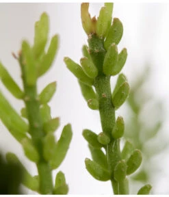 Korallenkaktus - Rhipsalis Mesembryanthoides -Haus Pflanzen Welt 8466997 PR DE 001 RhipsalisMesembryanthoidesT10DehnerExpressZS