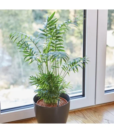 Seramis Spezialsubstrat Für Palmen, 7 L -Haus Pflanzen Welt 8475907 WE MO 004 SeramisPalmenGranulat7L