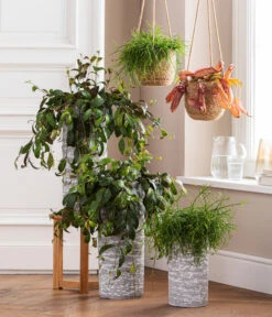 Kannenpflanze - Nepenthes 'Miranda' 6 Kannenpflanze - Nepenthes 'Miranda' -Haus Pflanzen Welt 8476970 8686461 8686578 WE MO 001 AeschynanthusMarmoratus