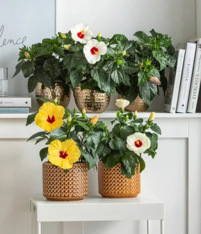 Dehner Metall-Übertopf Kody, Bauchig, Gold -Haus Pflanzen Welt 8477846 6784912 6874150 6874168 6895627 6895635 WE MO 001 Hibiskus