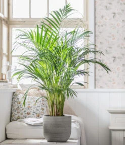 Goldfruchtpalme - Dypsis Lutescens, In Keramik, Ca. 90-100 Cm -Haus Pflanzen Welt 8478059 WE MO 001 DypsisPflanzeDesMonats