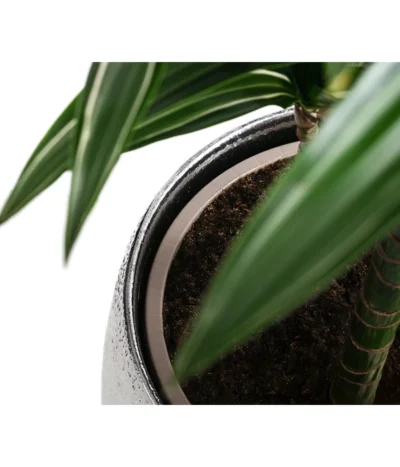 Drachenbaum - Dracaena 'White Stripe', In Keramik -Haus Pflanzen Welt 8478075 WE DE 003 DracaenaDeremensisWhiteStripeT21 MonatsangebotMai2022