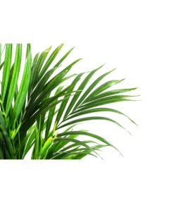 Goldfruchtpalme - Dypsis Lutescens, In Keramik 6 Goldfruchtpalme - Dypsis Lutescens, In Keramik -Haus Pflanzen Welt 8478539 WE DE 001 GoldfruchtpalmeinKeramikT19