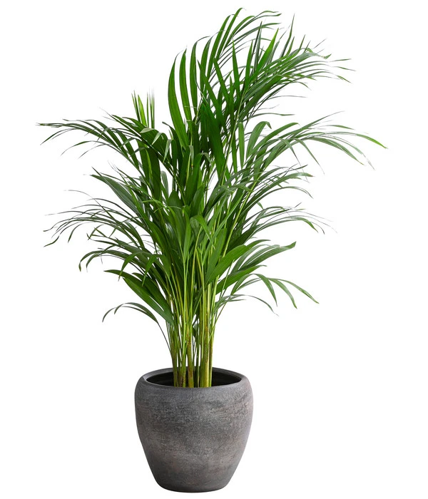 Goldfruchtpalme - Dypsis Lutescens, In Keramik 3 Goldfruchtpalme - Dypsis Lutescens, In Keramik