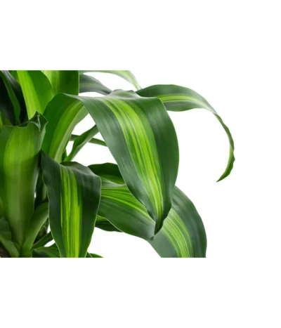 Drachenbaum - Dracaena Fragrans 'Massangeana', In Keramik -Haus Pflanzen Welt 8478695 WE DE 001 DracaenaMassangeanaT21KeramikAmberEarth