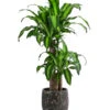 Drachenbaum - Dracaena Fragrans 'Massangeana', In Keramik -Haus Pflanzen Welt 8478695 WE FS 001 DracaenaMassangeanaT21KeramikAmberEarth