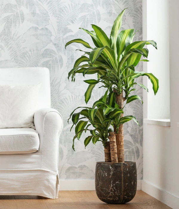Drachenbaum - Dracaena Fragrans 'Massangeana', In Keramik 4 Drachenbaum - Dracaena Fragrans 'Massangeana', In Keramik – Bild 2