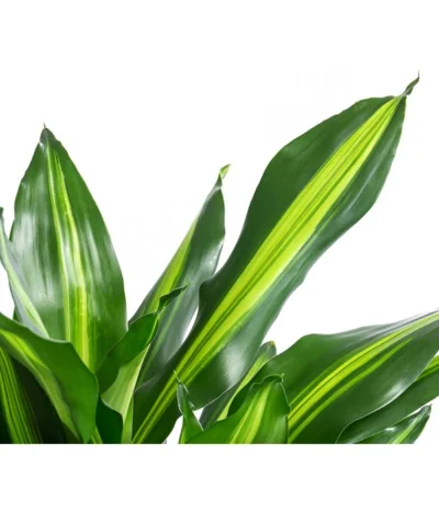 Drachenbaum - Dracaena Fragrans 'Cintho', In Seegras-Korb Phil -Haus Pflanzen Welt 8478703 WE DE 001 DracaenaCinthoT21imKorbPhil gruen natur