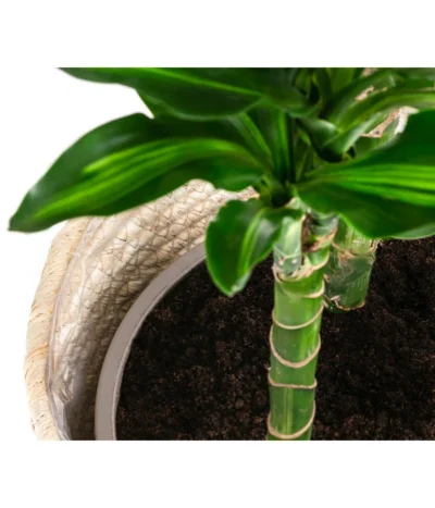 Drachenbaum - Dracaena Fragrans 'Cintho', In Seegras-Korb Phil -Haus Pflanzen Welt 8478703 WE DE 002 DracaenaCinthoT21imKorbPhil gruen natur