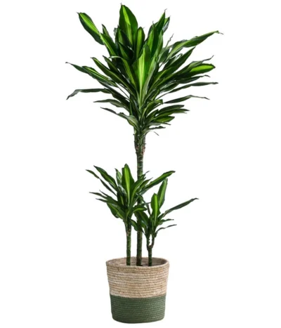 Drachenbaum - Dracaena Fragrans 'Cintho', In Seegras-Korb Phil