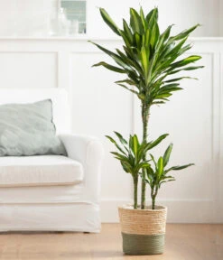 Drachenbaum - Dracaena Fragrans 'Cintho', In Seegras-Korb Phil -Haus Pflanzen Welt 8478703 WE MO 003 DracaenaCinthoT21