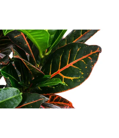 Wunderstrauch - Codiaeum Variegatum 'Petra', In Seegras-Korb 8 Wunderstrauch - Codiaeum Variegatum 'Petra', In Seegras-Korb -Haus Pflanzen Welt 8478711 WE DE 001 CodiaeumPetrainKorb