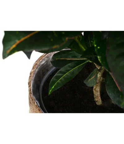 Wunderstrauch - Codiaeum Variegatum 'Petra', In Seegras-Korb 9 Wunderstrauch - Codiaeum Variegatum 'Petra', In Seegras-Korb -Haus Pflanzen Welt 8478711 WE DE 002 CodiaeumPetrainKorb