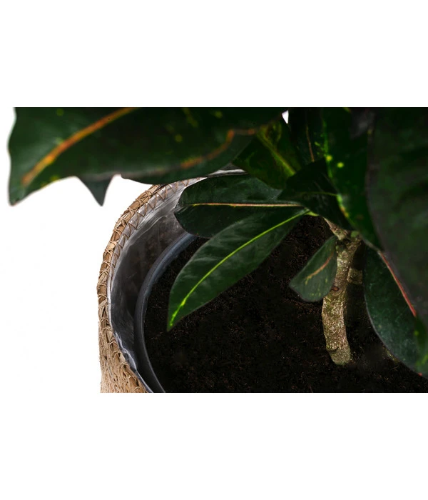 Wunderstrauch - Codiaeum Variegatum 'Petra', In Seegras-Korb 6 Wunderstrauch - Codiaeum Variegatum 'Petra', In Seegras-Korb – Bild 4