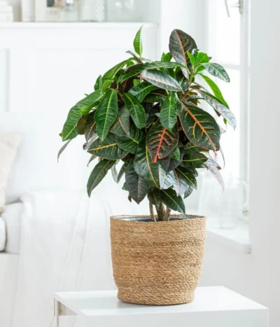 Wunderstrauch - Codiaeum Variegatum 'Petra', In Seegras-Korb 7 Wunderstrauch - Codiaeum Variegatum 'Petra', In Seegras-Korb -Haus Pflanzen Welt 8478711 WE MO 001 Codiaeum