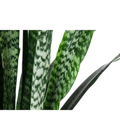 Bogenhanf - Sansevieria Zeylanica, Im Seegras-Korb -Haus Pflanzen Welt 8478737 WE DE 001 SansevieriaZeylanicaT21imKorbIgmar