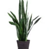 Bogenhanf - Sansevieria Zeylanica, Im Seegras-Korb -Haus Pflanzen Welt 8478737 WE FS 001 SansevieriaZeylanicaT21imKorbIgmar
