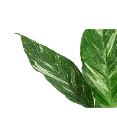 Haus Pflanzen Welt 7 Haus Pflanzen Welt -Haus Pflanzen Welt 8486144 WE DE 001 SpathiphyllumDiamondT15