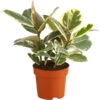 Gummibaum - Ficus Elastica 'Tineke' -Haus Pflanzen Welt 8500167 PR FS 001 FicusTienekeT19DehnerExpressHerzig