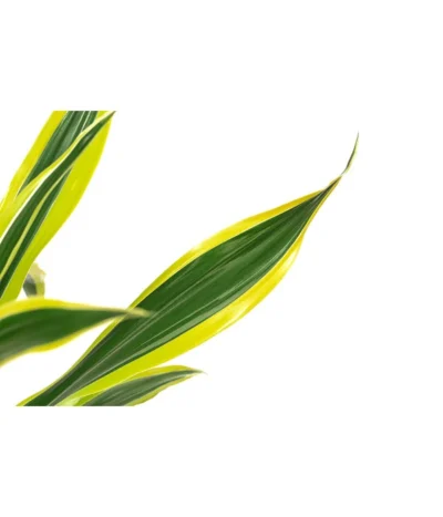 Drachenbaum - Dracaena Fragrans 'Lemon Lime' -Haus Pflanzen Welt 8500175 WE DE 001 DracaenaLemonLimeT17