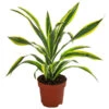 Drachenbaum - Dracaena Fragrans 'Lemon Lime' -Haus Pflanzen Welt 8500175 WE FS 001 DracaenaLemonLimeT17