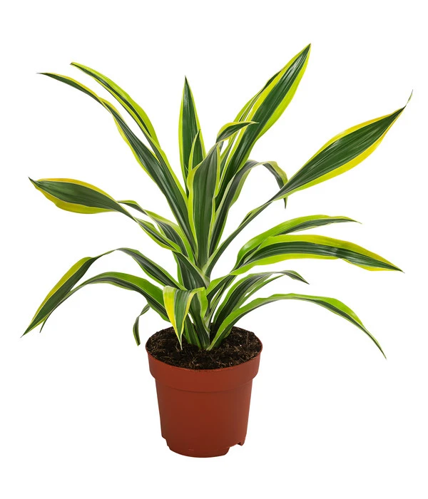 Drachenbaum - Dracaena Fragrans 'Lemon Lime' 3 Drachenbaum - Dracaena Fragrans 'Lemon Lime'