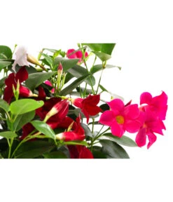 Dipladenien-Trio, Schale -Haus Pflanzen Welt 8501223 WE DE 001 DipladenieTrioT25