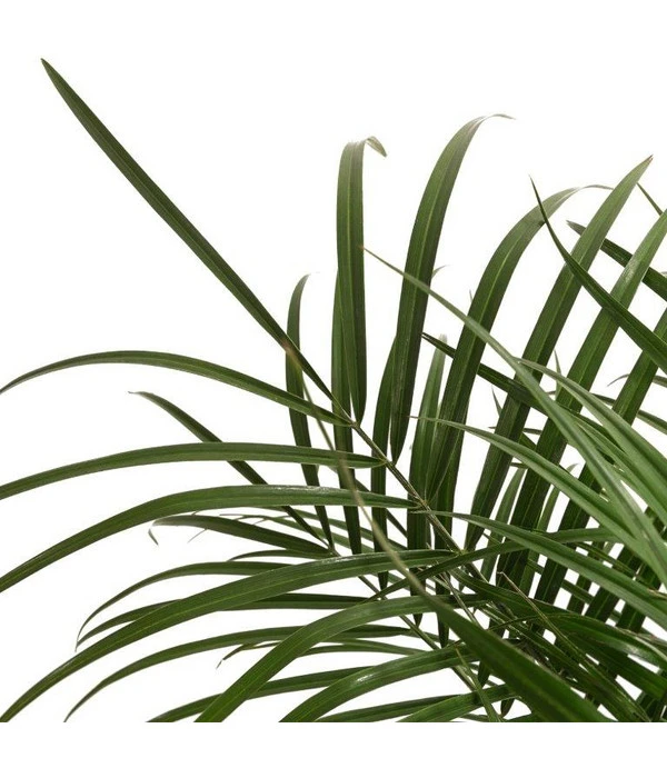 Zwergdattelpalme - Phoenix Roebelenii 4 Zwergdattelpalme - Phoenix Roebelenii – Bild 2