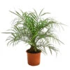 Zwergdattelpalme - Phoenix Roebelenii -Haus Pflanzen Welt 8501470 WE FS 002 PhoenixRoebeliniT20 Zwergdattelpalme DehnerExpressHerzig