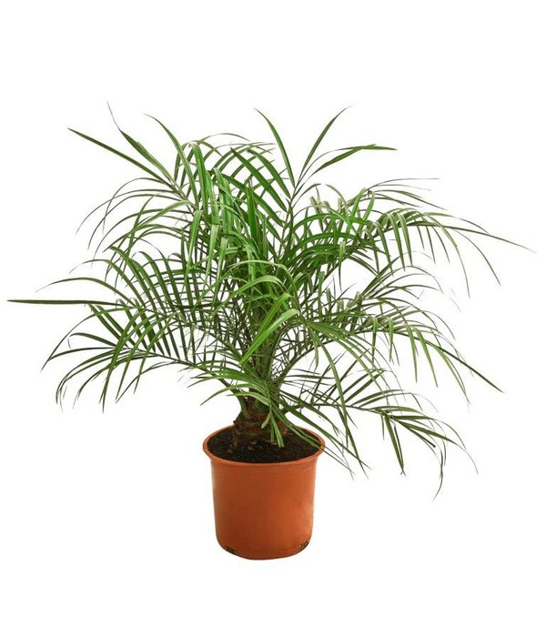 Zwergdattelpalme - Phoenix Roebelenii 3 Zwergdattelpalme - Phoenix Roebelenii
