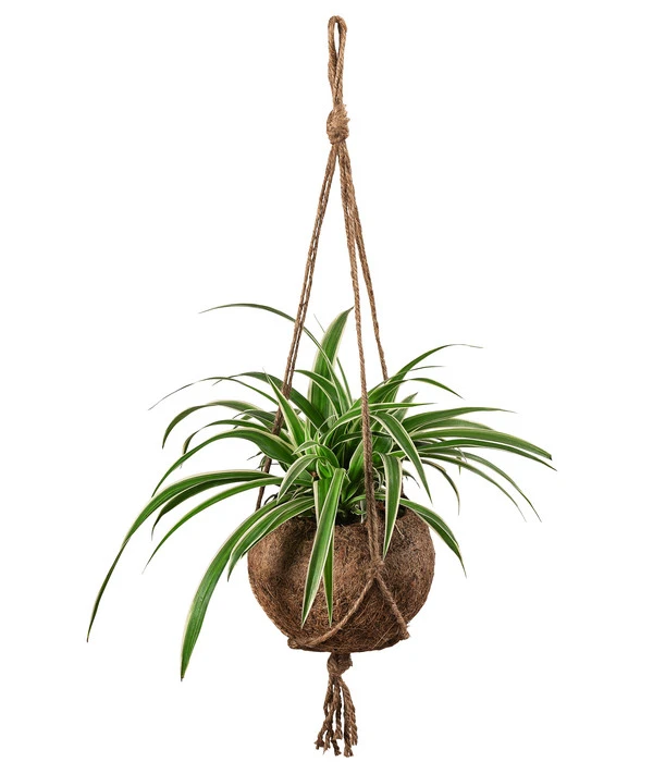 Kokodama-Ampel Grünlilie - Chlorophytum 3 Kokodama-Ampel Grünlilie - Chlorophytum