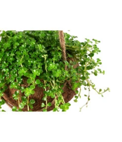 Kokodama-Ampel Kanonierblume - Pilea Depressa -Haus Pflanzen Welt 8501561 WE DE 001 KokodamaPileaDepressaT15 DehnerExpressHerzig