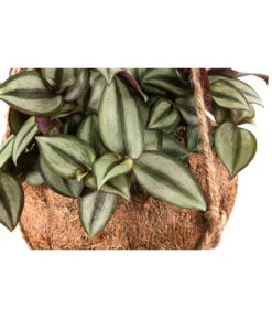 Kokodama-Ampel Dreimasterblume - Tradescantia Zebrina -Haus Pflanzen Welt 8501579 WE DE 001 KokodamaTradescantiaZebrinaPinkJoyT15 DehnerExpressHerzig