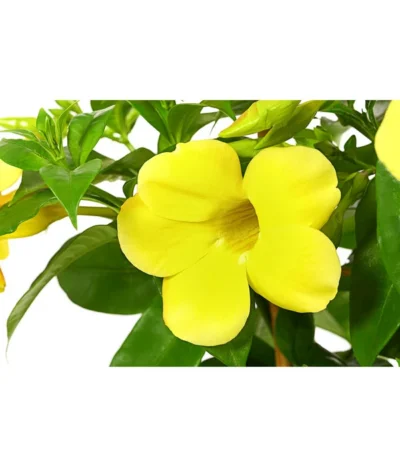 Goldtrompete, Spalier -Haus Pflanzen Welt 8501801 PR DE 001 AllamandaAmamdaGelbT20DehnerExpressHerzig