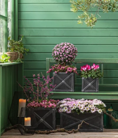 Liebesperlenstrauch 'Profusion' -Haus Pflanzen Welt 8501850 8213175 WE MO 001 Chrysanthemen 8620528 CyclameIndiaka