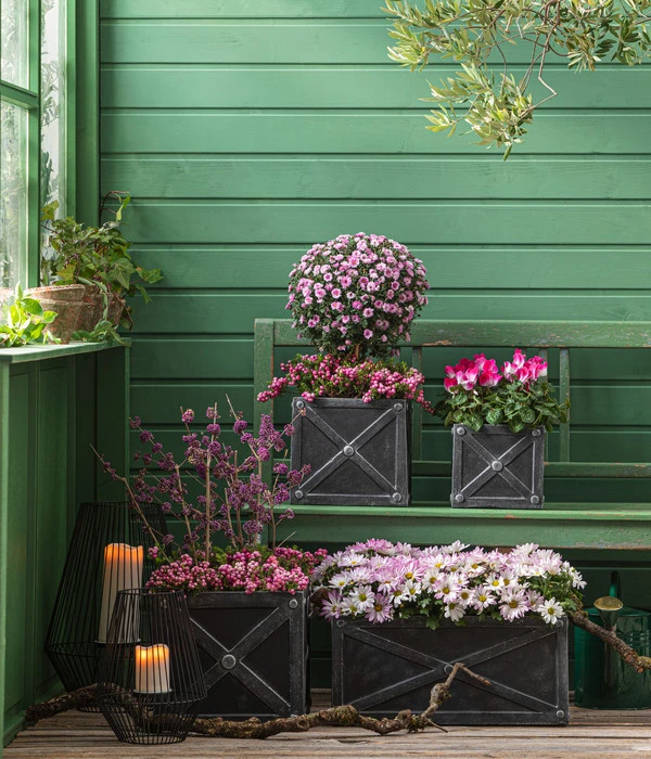 Liebesperlenstrauch 'Profusion' 7 Liebesperlenstrauch 'Profusion' – Bild 5