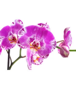 Schmetterlingsorchidee - Phalaenopsis Cultivars 'Victorio' -Haus Pflanzen Welt 8503724 WE DE 001 PhalaenopsisVictorioZweitriebigMixT15